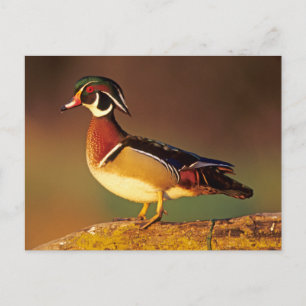 Ente aus männlichem Holz, Illinois Postkarte