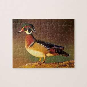 Ente aus männlichem Holz, Illinois Puzzle
