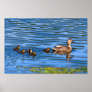 Ente, die mit ihren Ducklings schwimmt Poster