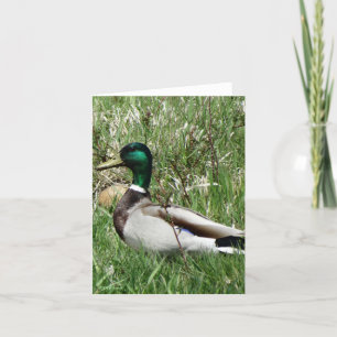 Ente Drake Greenhead der Stockenten-B55 im Gras Feiertagskarte