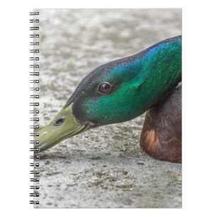 Ente herauf nahes Notizbuch Notizblock