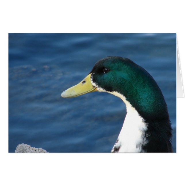 Ente im Park (Vorderseite (Horizontal))