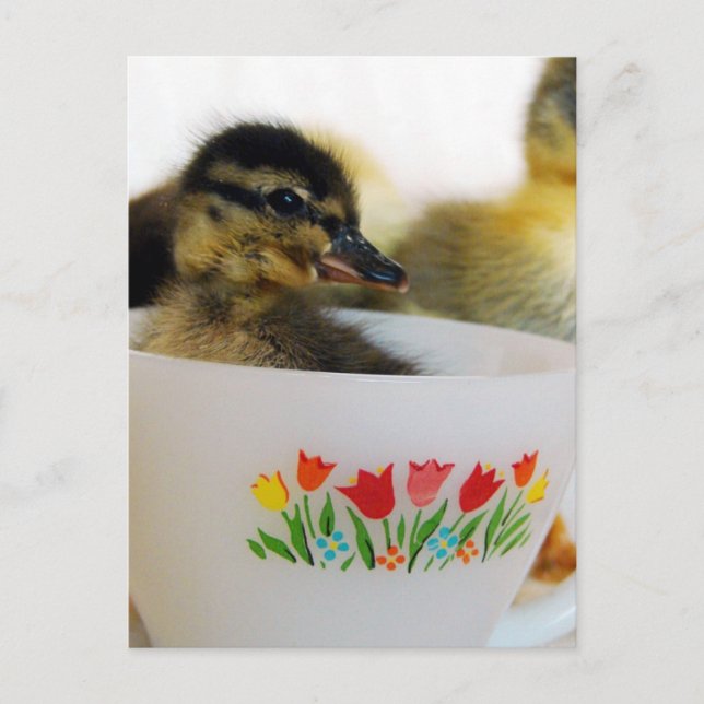 Ente in einem Teacup Postkarte (Vorderseite)