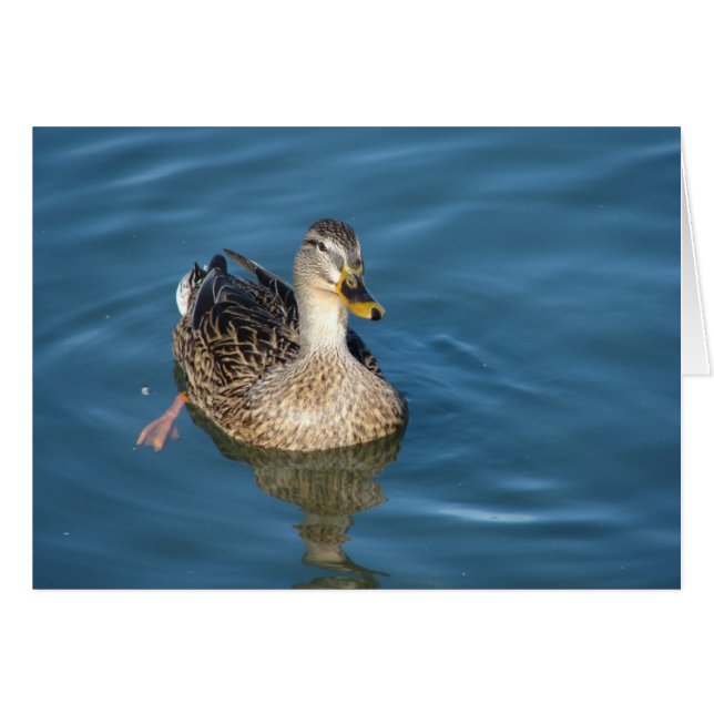 Ente in Wasser (Vorderseite (Horizontal))