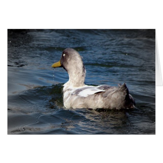 Ente in Wasser (Vorderseite (Horizontal))