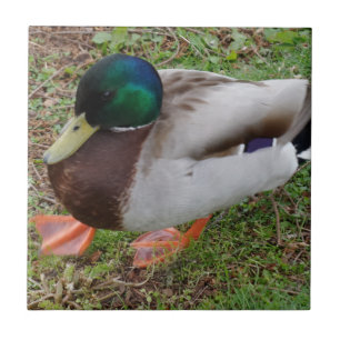 Ente Klein (10,8 cm x 10,8 cm) Keramik-Fotokachel Fliese