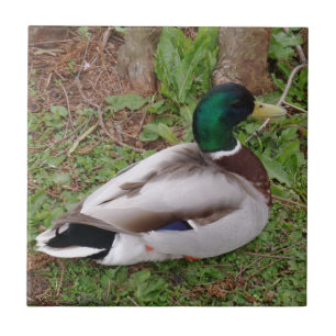 Ente Kleine (4,25" x 4,25") Keramik Foto Tile Fliese