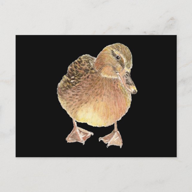 Ente, Landtiere, Haustiere Postkarte (Vorderseite)