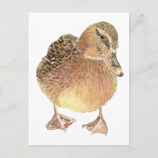 Ente, Landtiere, Haustiere Postkarte (Vorderseite)