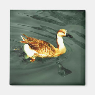 Ente Magnet