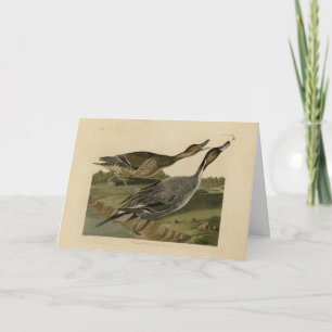 Ente mit Button - von Audubons Vögeln in Amerika Karte