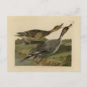 Ente mit Button - von Audubons Vögeln in Amerika Postkarte