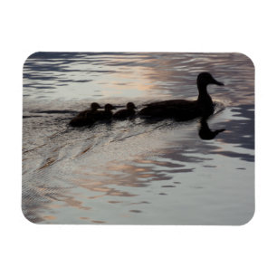 Ente mit Ducklings in Sunset Flexible Magnet