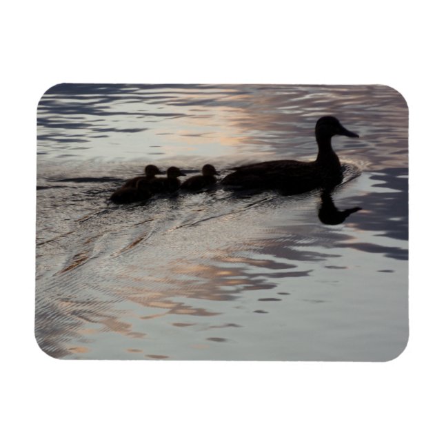 Ente mit Ducklings in Sunset Flexible Magnet (Horizontal)