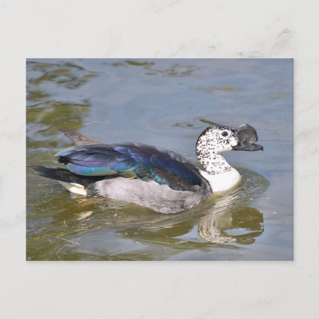 Ente mit Knöchelnarben Postkarte (Vorderseite)