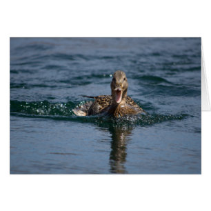 Ente mit offenem Schnabel