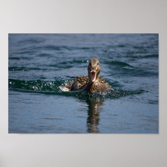 Ente mit Schnabel offen Poster (Vorne)