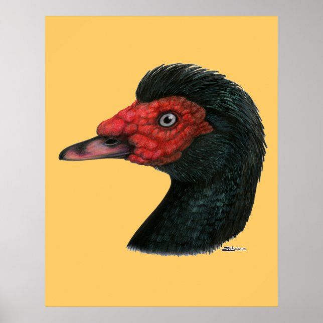 Ente: Muscovy Head Poster (Vorne)