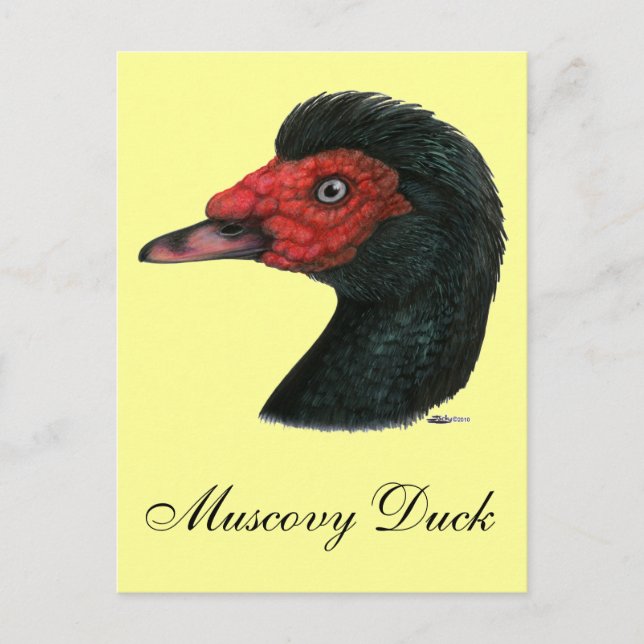 Ente: Muscovy Head Postkarte (Vorderseite)