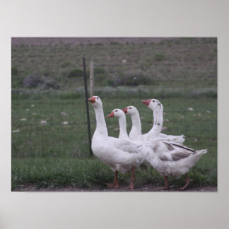 Ente Poster