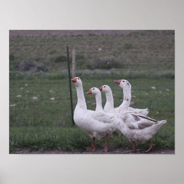 Ente Poster (Vorne)