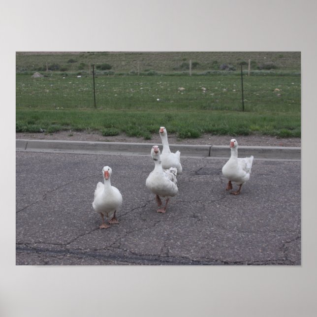 Ente Poster (Vorne)