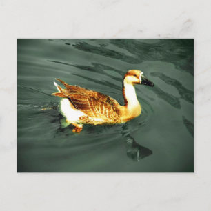 Ente Postkarte