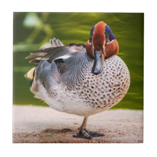 Ente stößt auf fliese