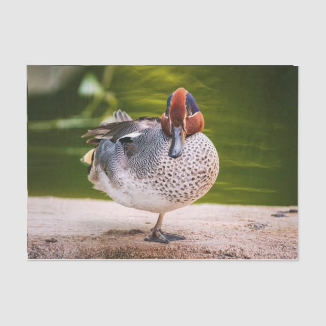 Ente stößt auf seidenpapier (Vorderseite)