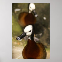 Ente-ttitude