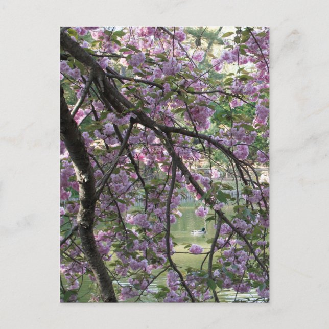 Ente unter Kirschblüten Postkarte (Vorderseite)