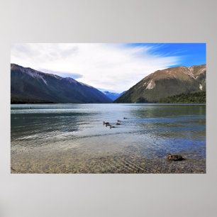 Enten am Rotoiti-See Poster