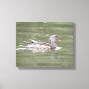 Enten am See Leinwanddruck