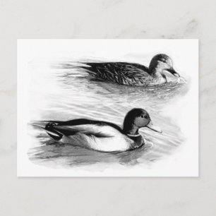 Enten am See Postkarte