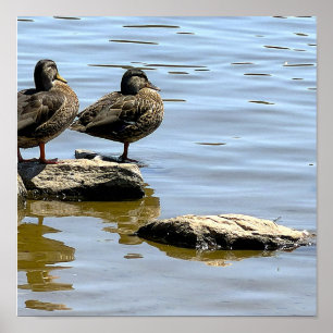 Enten am Wasser Poster