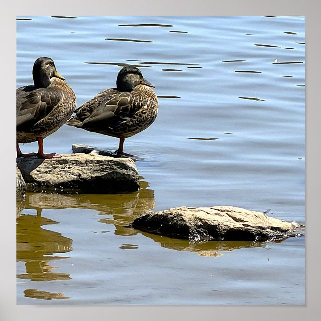 Enten am Wasser Poster (Vorne)
