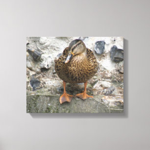 Enten-an-der-Wand-Leinwanddruck Leinwanddruck