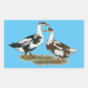 Enten Ancona Pair Rechteckiger Aufkleber