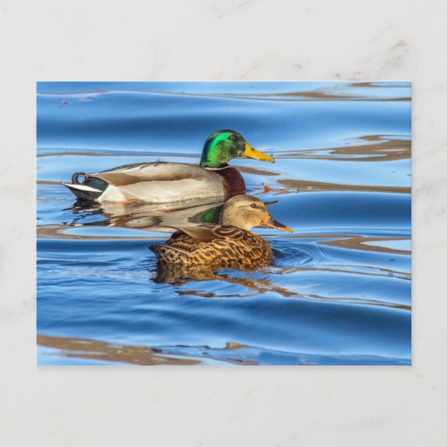 Enten auf blauem Wasser Postkarte (Vorderseite)