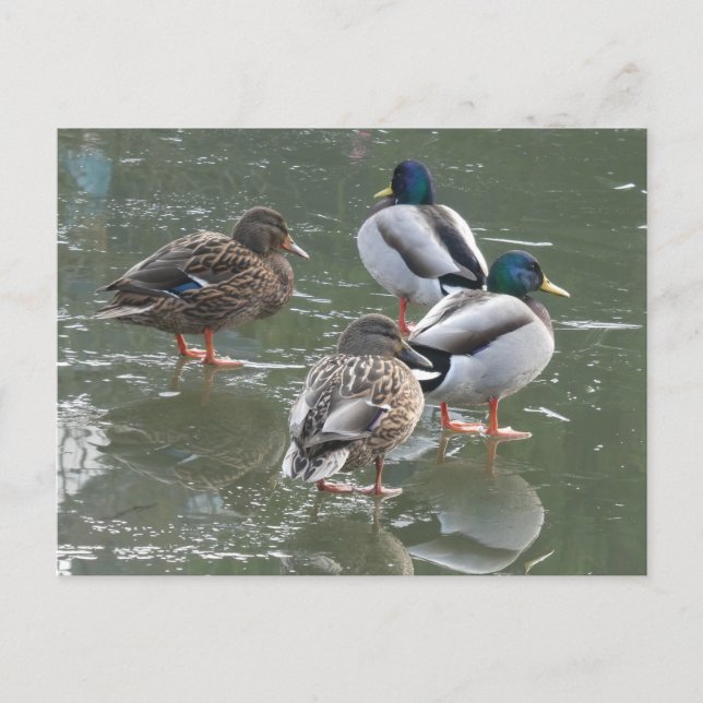 Enten auf der Postkarte der EisDIY (Vorderseite)