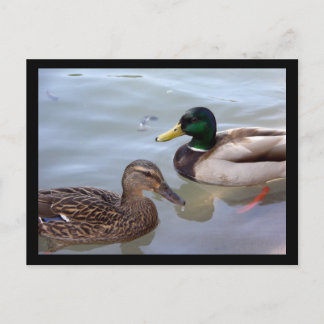 Enten auf der Postkarte eines Teiches