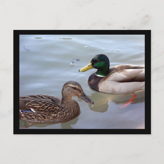 Enten auf der Postkarte eines Teiches (Vorderseite)