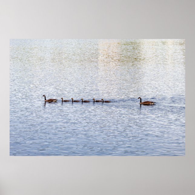 Enten auf Glen Lake Poster (Vorne)