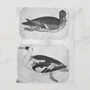 Enten aus dem Vallardi-Album Postkarte