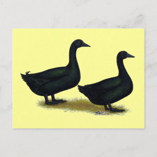 Enten:  Black Cayugas Postkarte