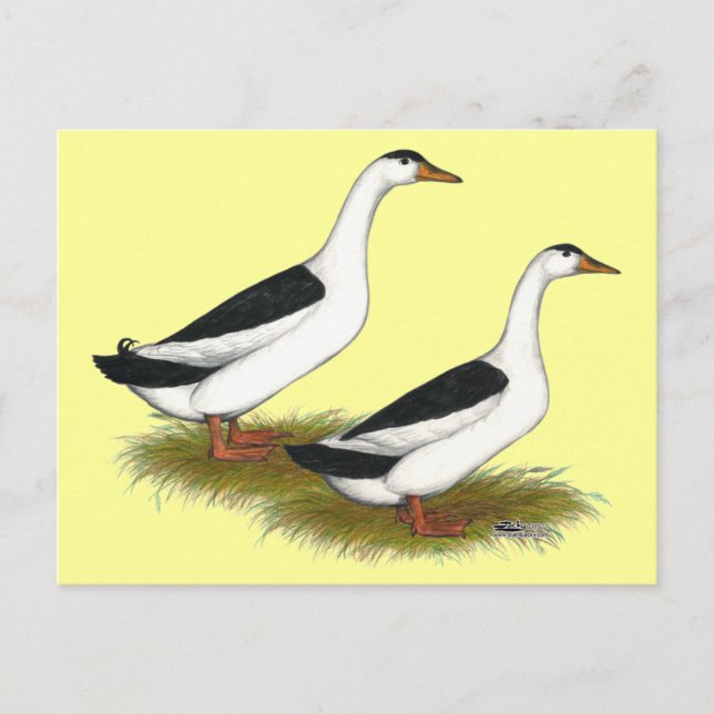 Enten:  Black Magpies Postkarte (Vorderseite)