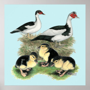 Enten Black Pied Muscovy Familie Poster