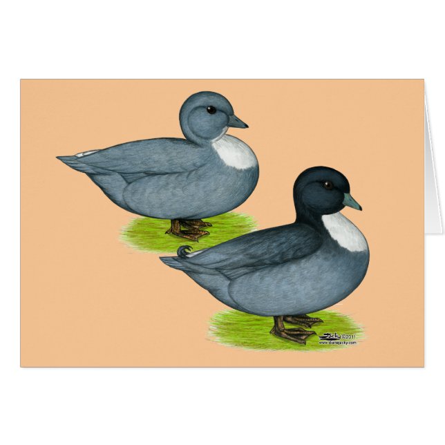 Enten: Blaue Anrufe (Vorderseite (Horizontal))