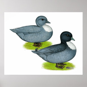 Enten: Blaue Anrufe Poster