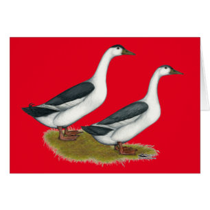 Enten: Blue Magpies